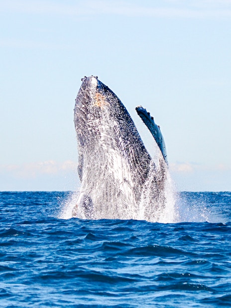 Whale breaching in Lake Macquarie, Australia.