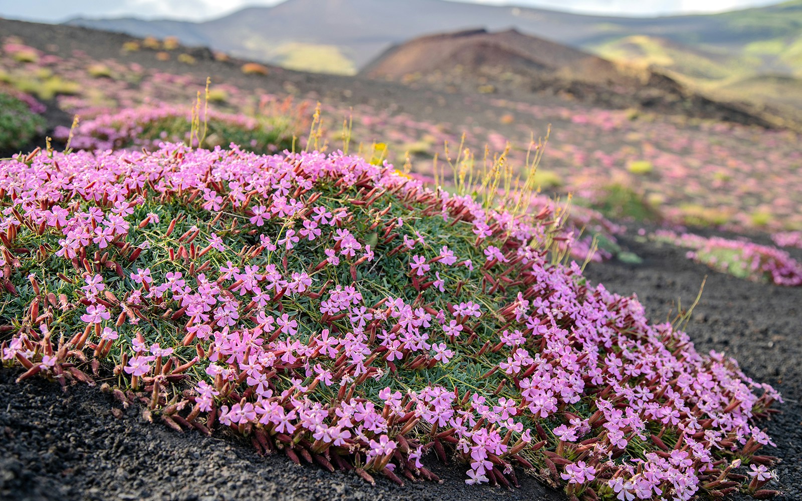 Exotic flora and fauna