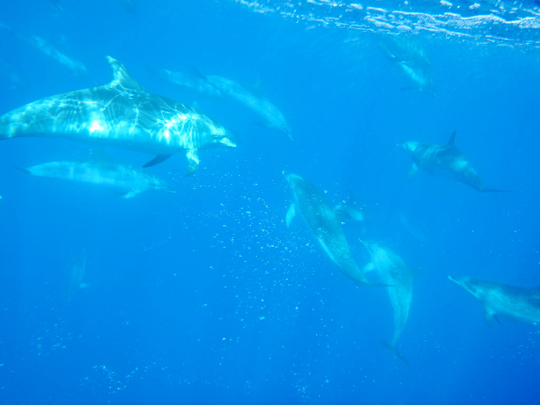 Wild dolphins swimming in the ocean near Ponta Delgada, São Miguel.