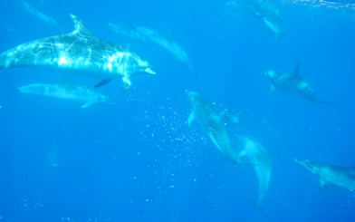 Wild dolphins swimming in the ocean near Ponta Delgada, São Miguel.