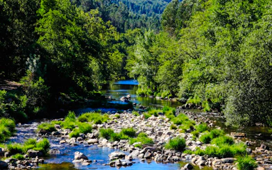 River flowing through lush green forest in Porto mountains, part of 4x4 Jeep tour.