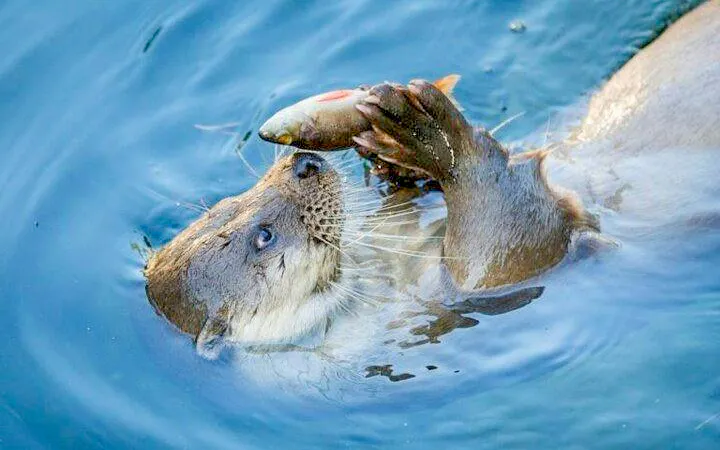 Otter holding a fish at Ranua Zoo, Rovaniemi.