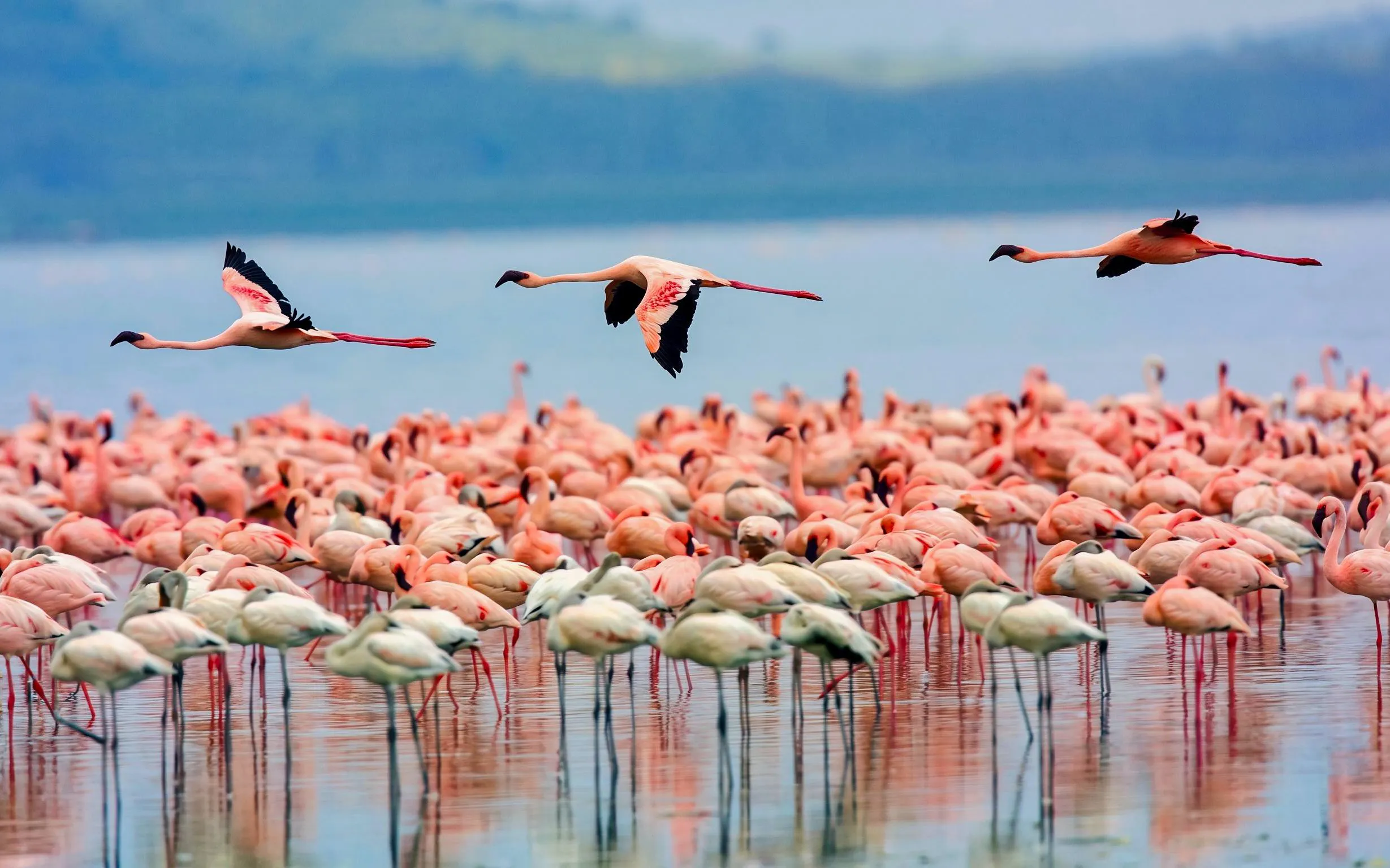 Flamingos wading and flying over Lake Naivasha, Kenya.