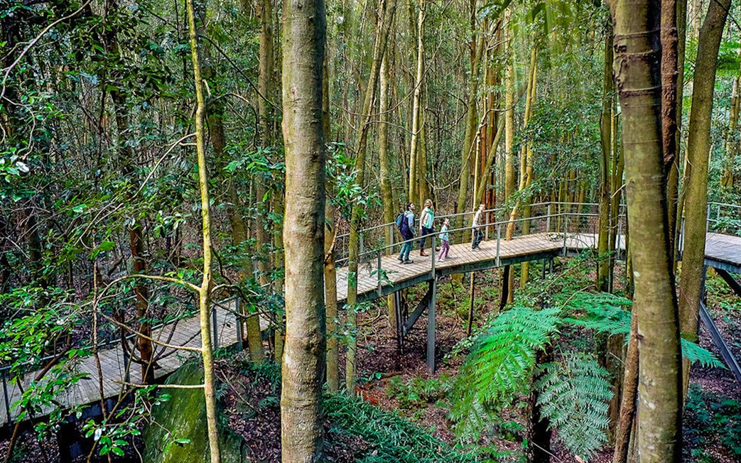 Walkway through lush forest in the Blue Mountains with people exploring.