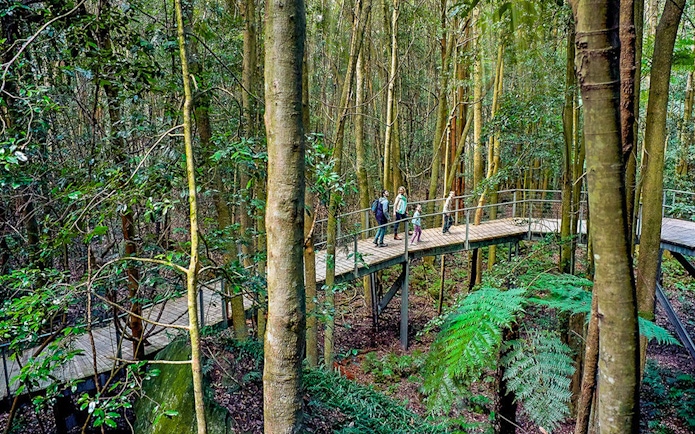 Walkway through lush forest in the Blue Mountains with people exploring.