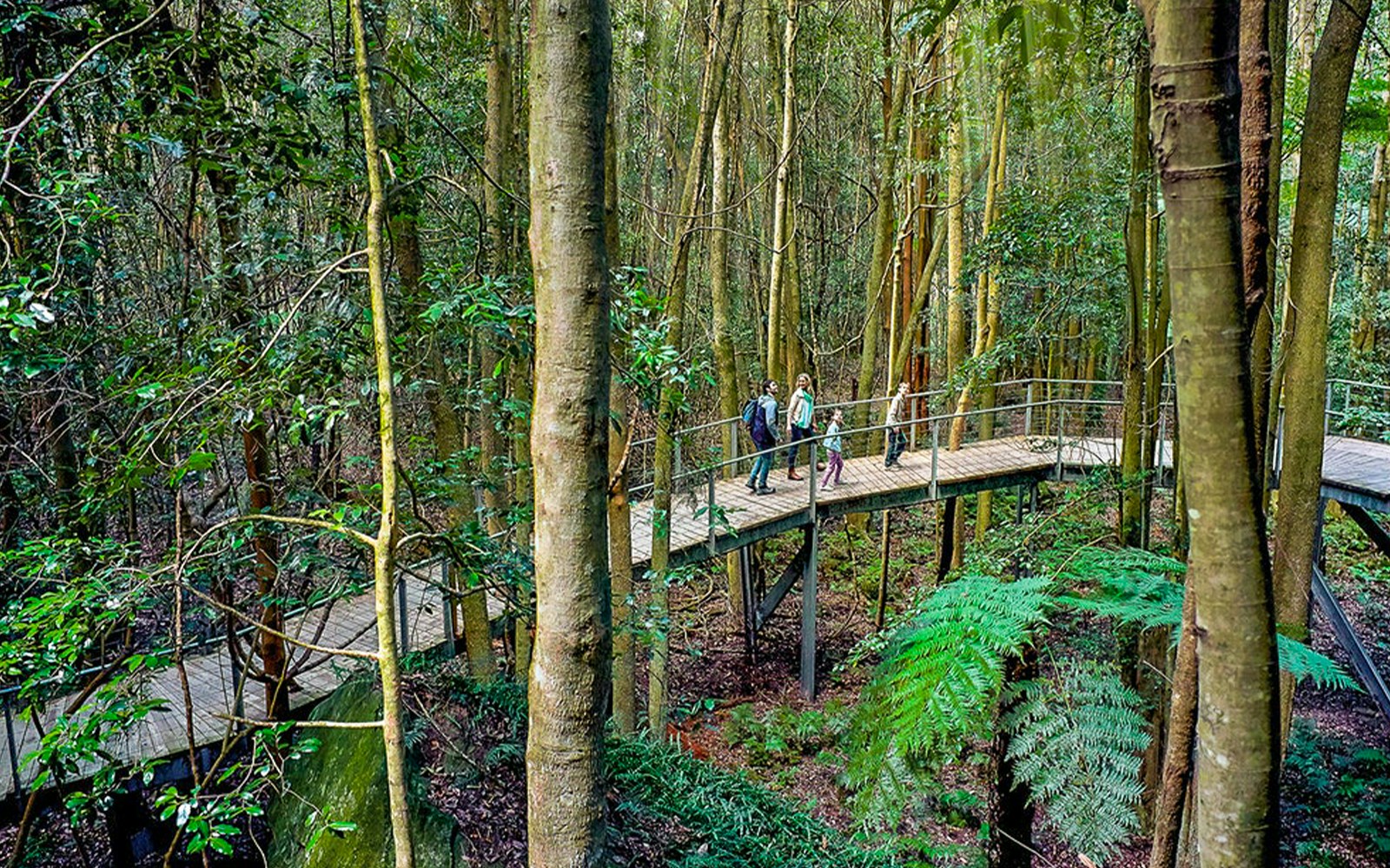 Rainforest boardwalk under ferns