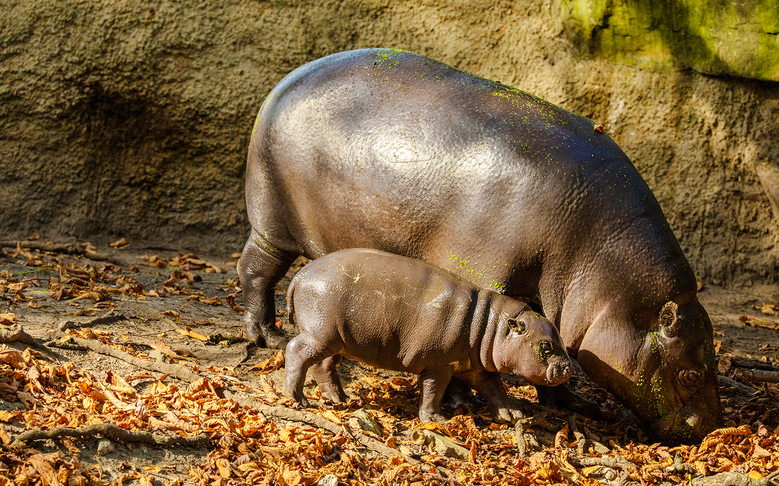 Pygmy hippopotamus with calf at Bioparc Valencia.