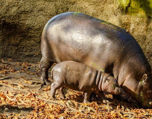 Pygmy hippopotamus with calf at Bioparc Valencia.