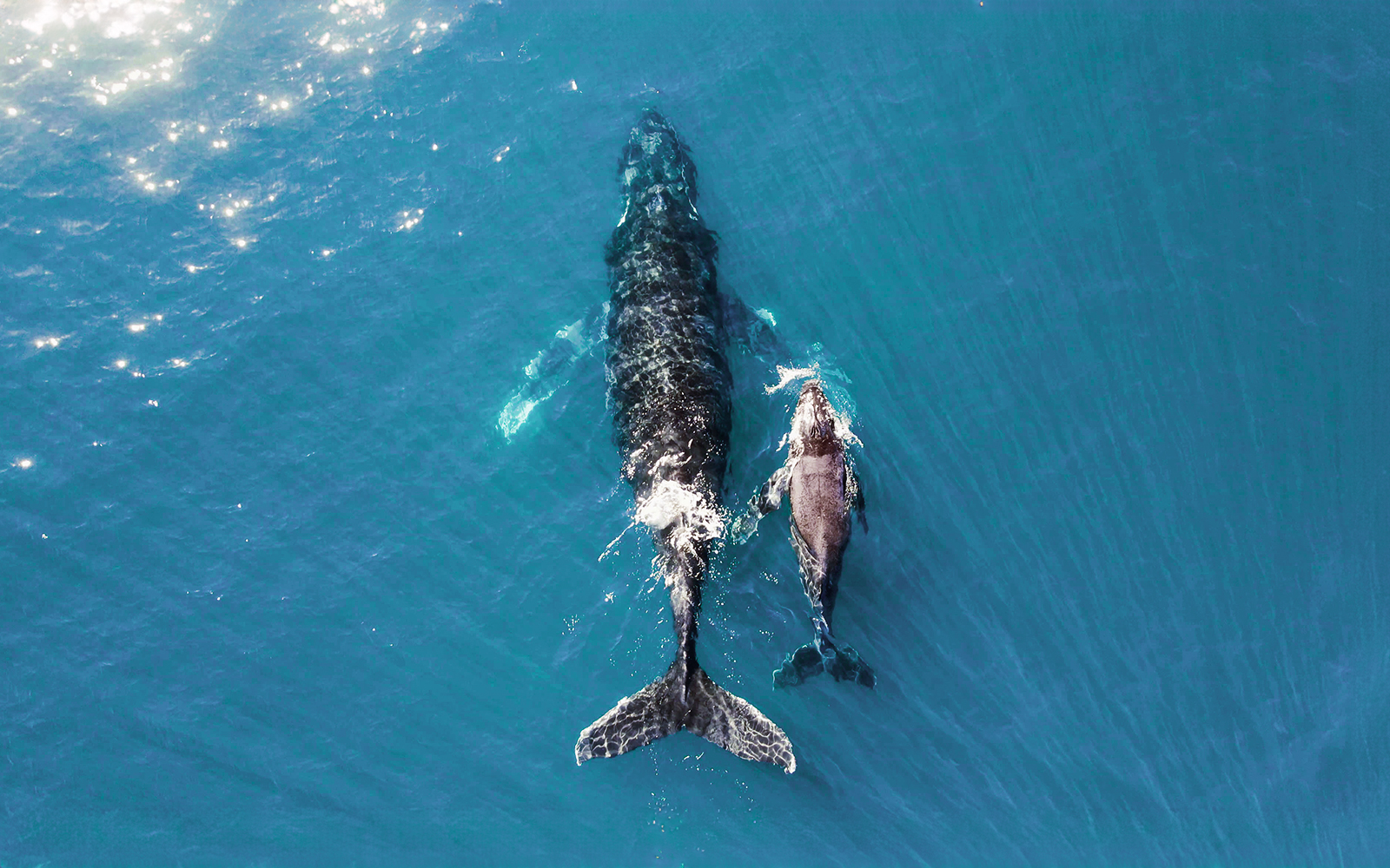 Humpback whale mother and calf swimming in ocean near Australia.