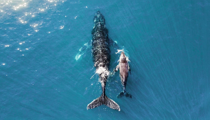 Humpback whale mother and calf swimming in ocean near Australia.