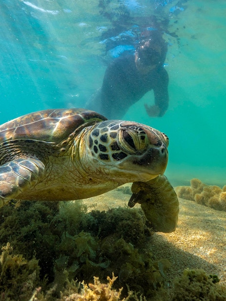 Snorkeler near sea turtle in clear waters of Outer Great Barrier Reef.
