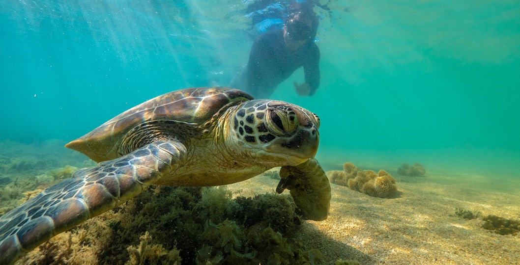 Snorkeler near sea turtle in clear waters of Outer Great Barrier Reef.