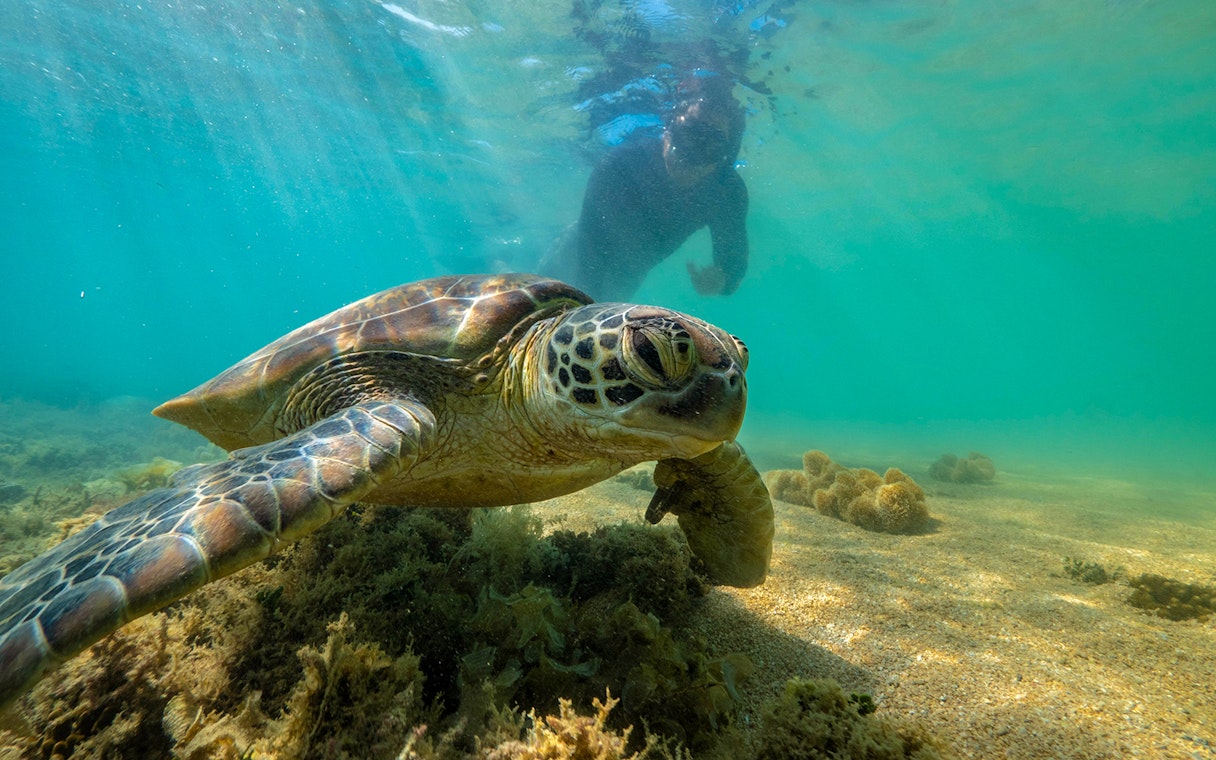 Snorkeler near sea turtle in clear waters of Outer Great Barrier Reef.
