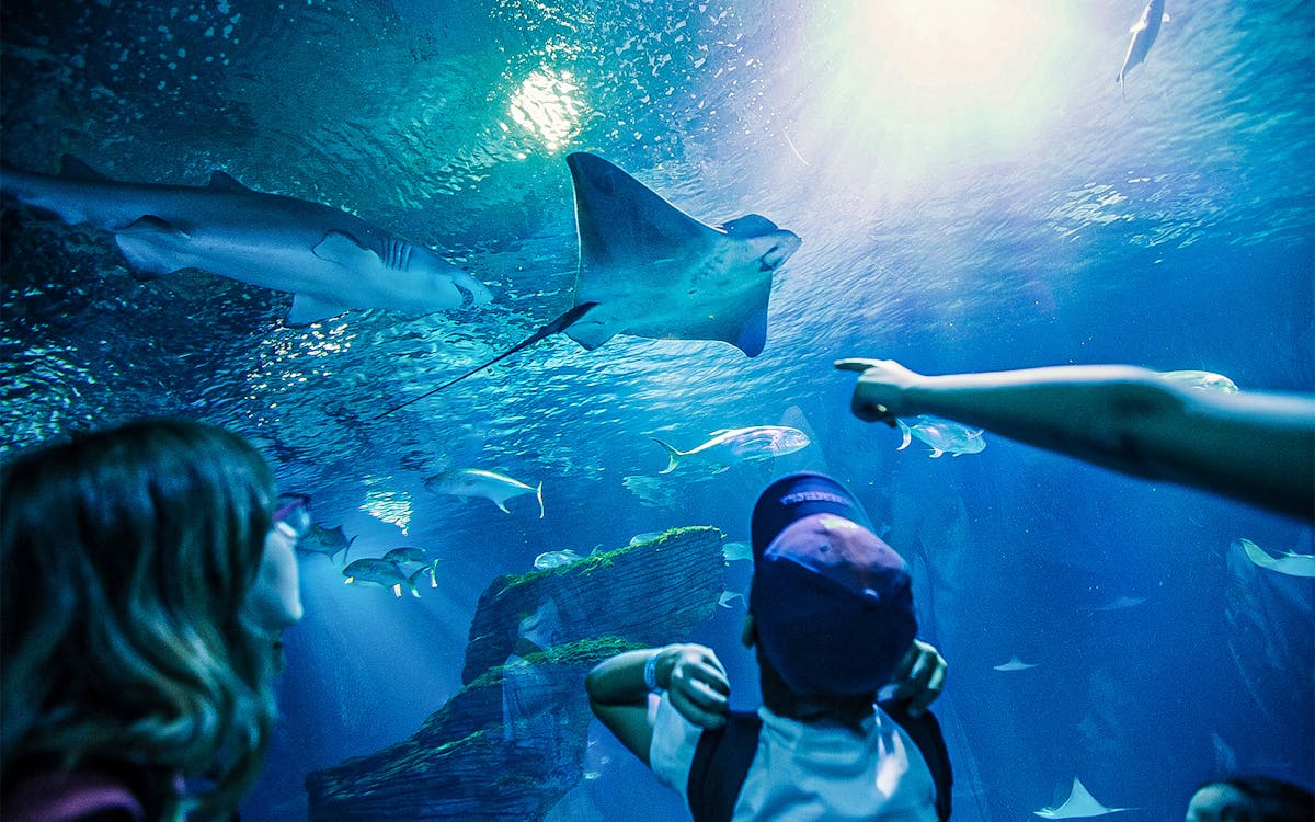 billets oceanogràfic avec option cinéma 4d-4 billets oceanogràfic avec option cinéma 4d-4
