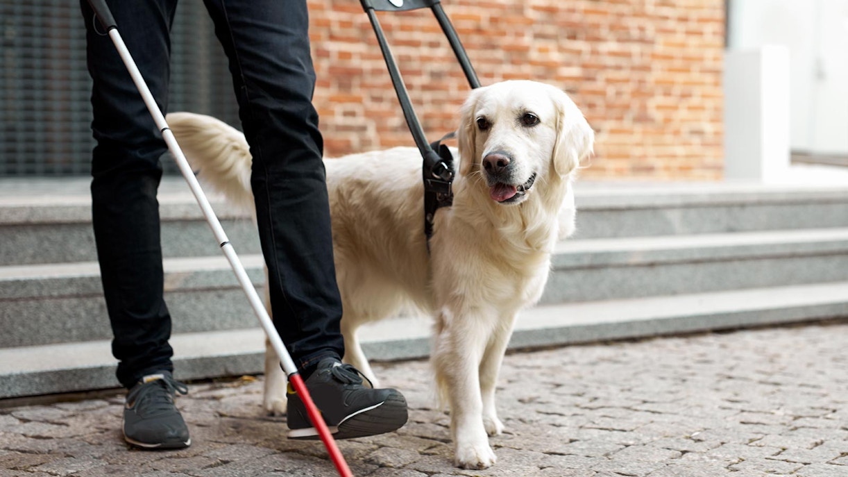 Service dog guiding visually impaired owner on a city street.