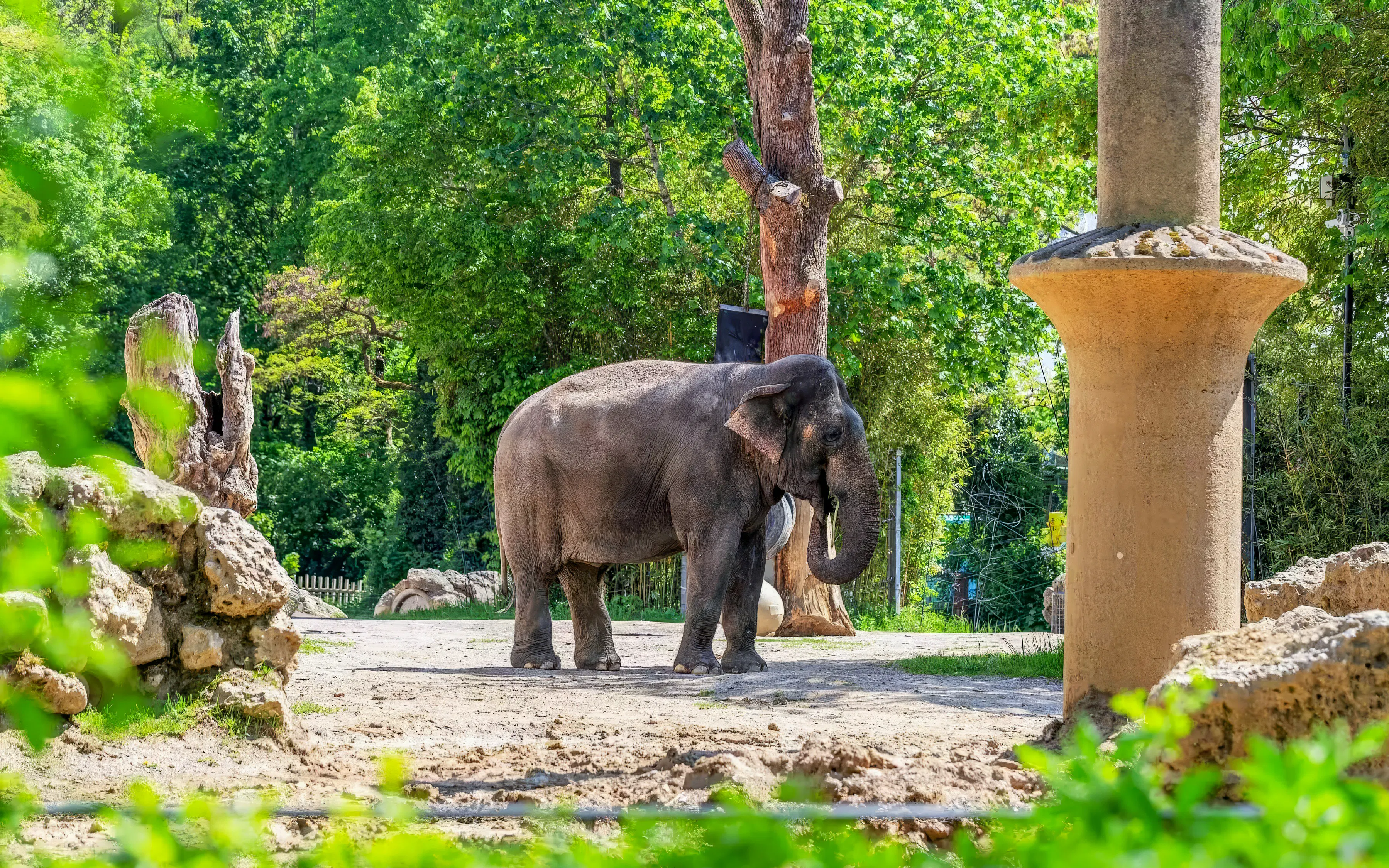 Elephant standing in a naturalistic enclosure at Hellabrunn Zoo, Munich.