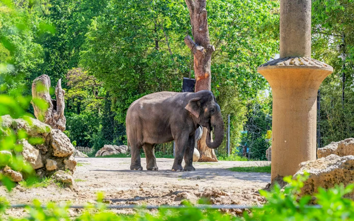 Elephant standing in a naturalistic enclosure at Hellabrunn Zoo, Munich.