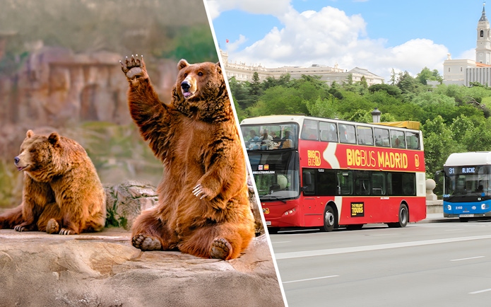 Bears at Madrid Zoo and Big Bus Madrid tour bus on city street.