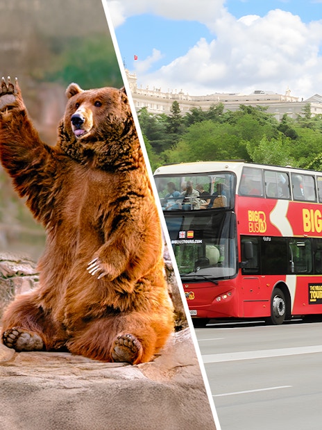 Bears at Madrid Zoo and Big Bus Madrid tour bus on city street.