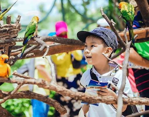 Child observing colorful parrots at Vinwonders Nam Hoi An Theme Park.