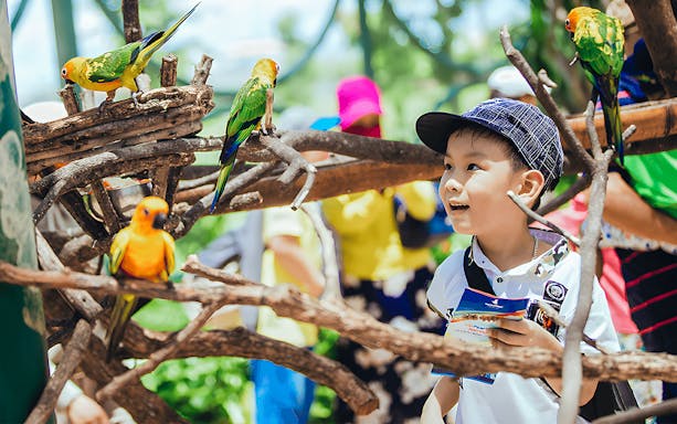 Child observing colorful parrots at Vinwonders Nam Hoi An Theme Park.