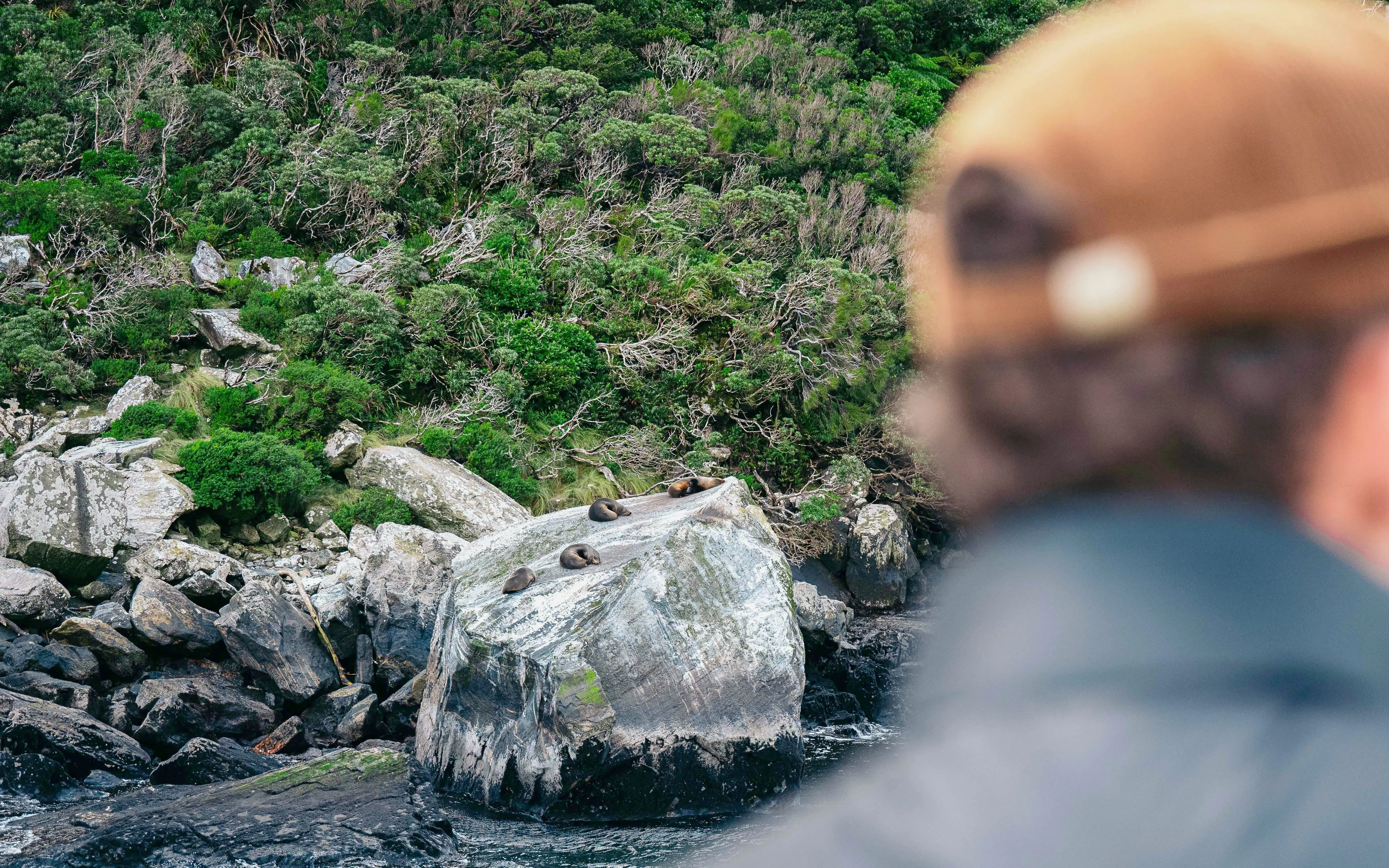 Seals resting on rocks at Milford Sound, New Zealand, viewed from a guided scenic cruise.