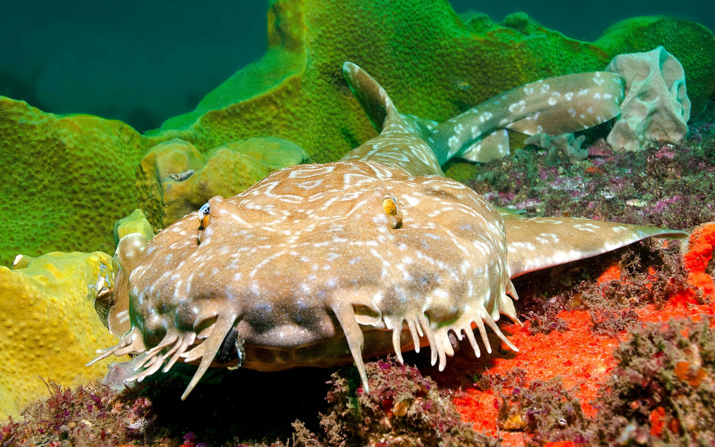 Wobbegong Sharks