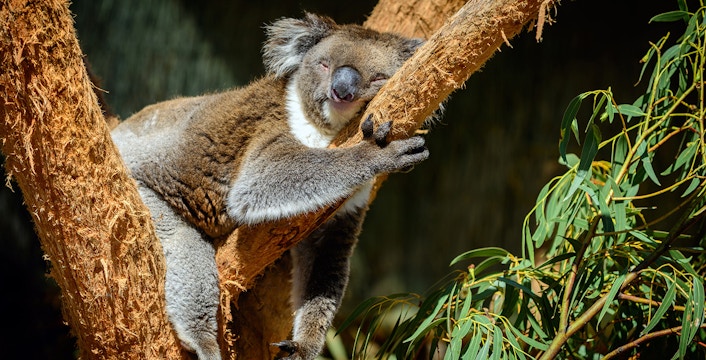 Port Stephens Koala Sanctuary