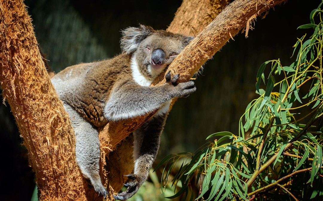 Cairns ZOOM & Wildlife Dome Opening Hours