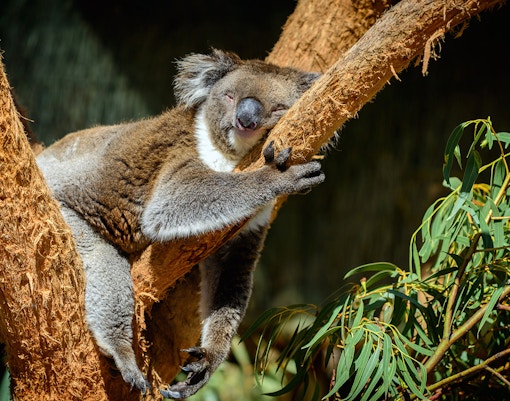 Maru Koala & Animal Park tickets