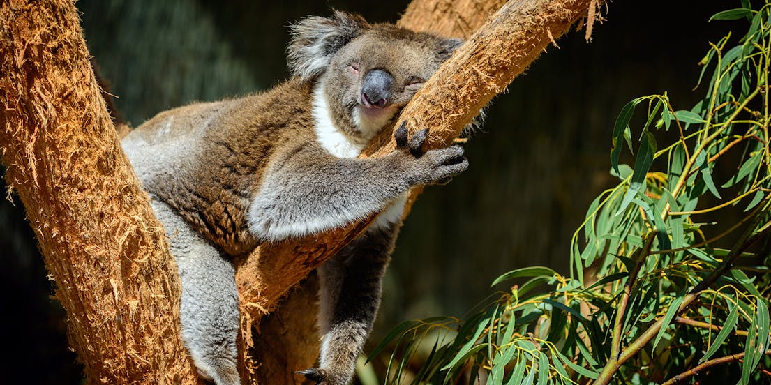 Port Stephens Koala Sanctuary