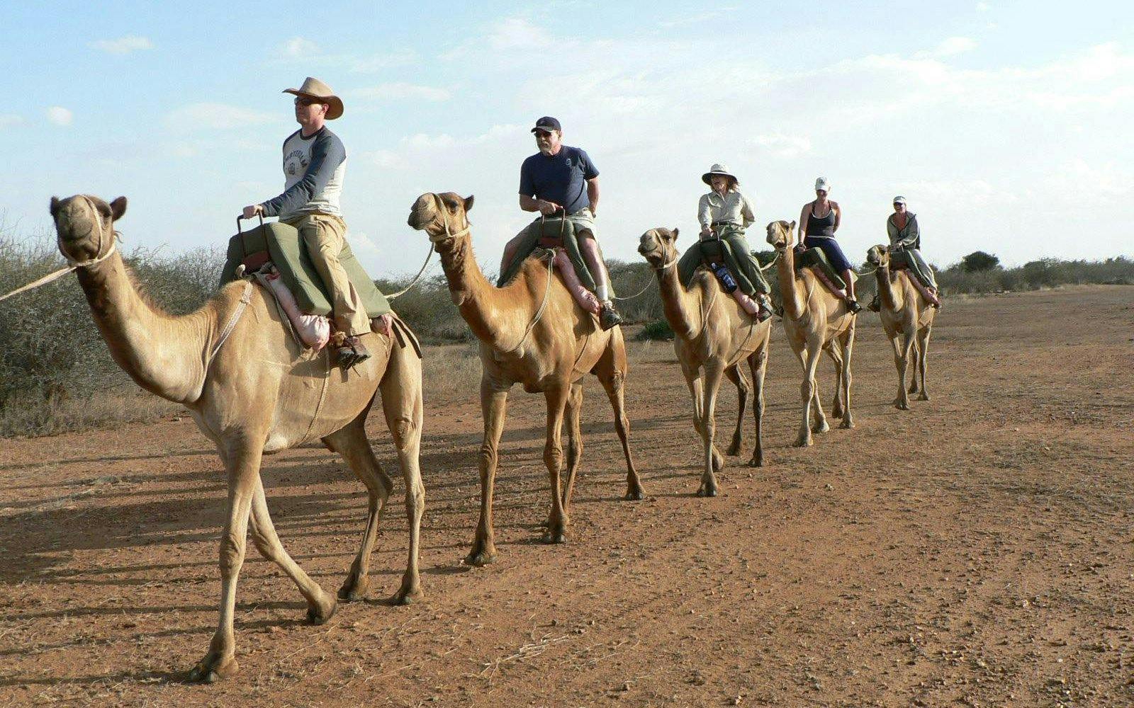 Camel ride along the Souss River in Agadir with tourists trekking in a line.
