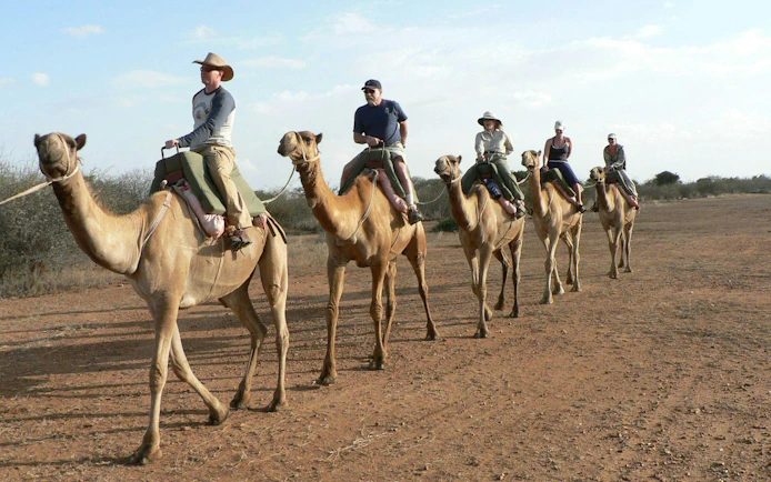 Camel ride along the Souss River in Agadir with tourists trekking in a line.