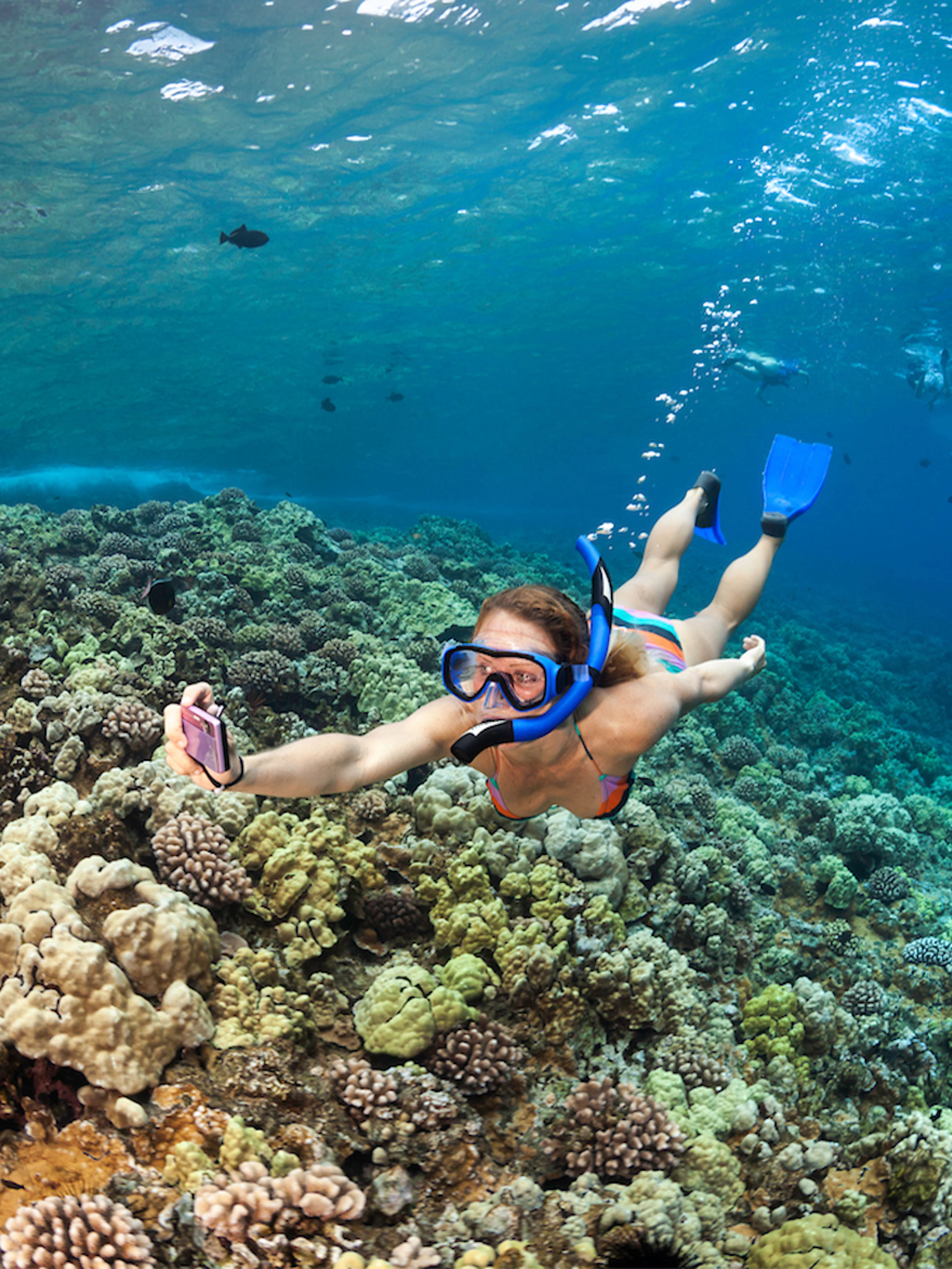 Snorkeler exploring coral reef during sunset whale watching sail in Maui, Hawaii.