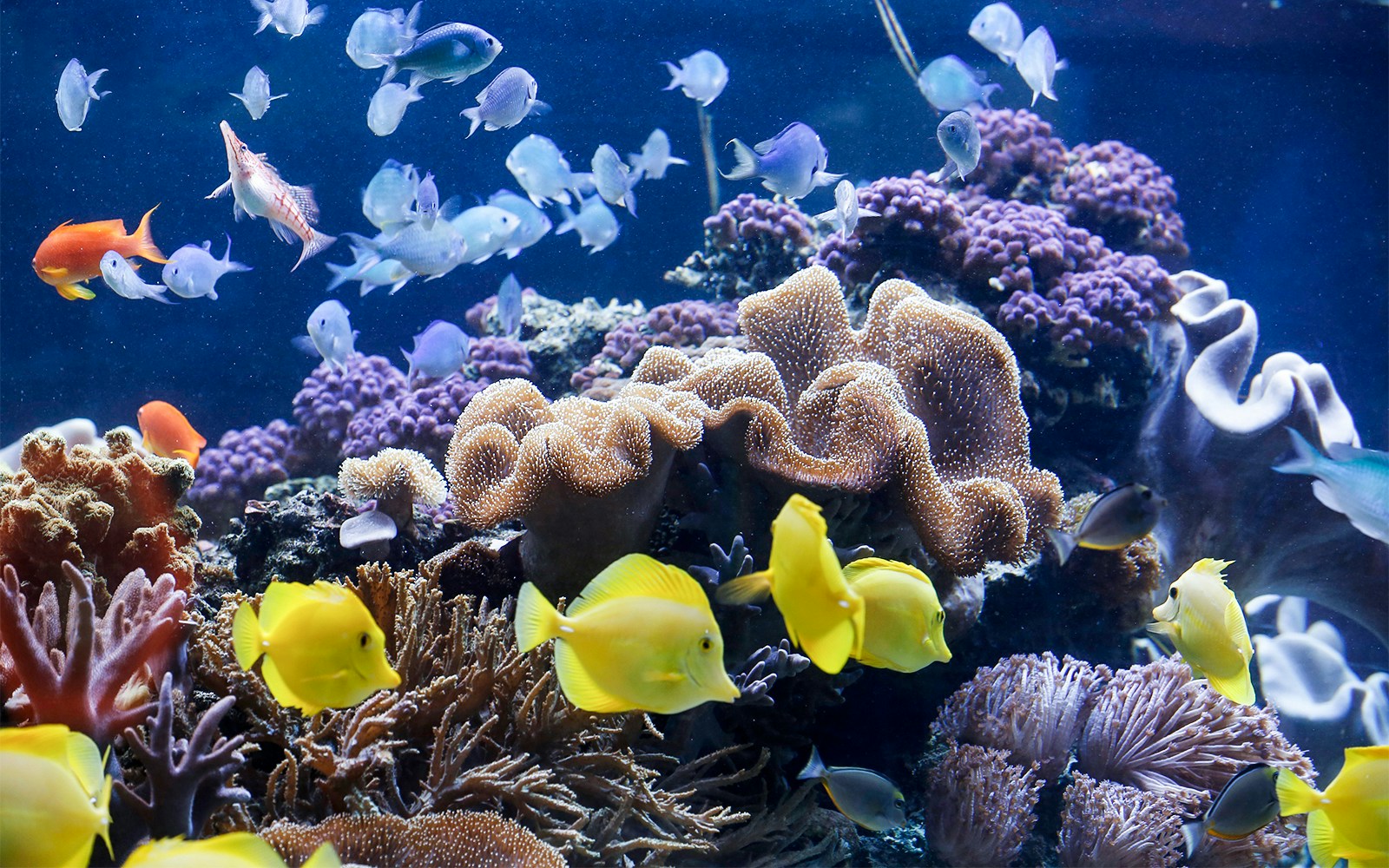 Colorful coral and diverse fish in the aquarium at Sea Life Speyer.