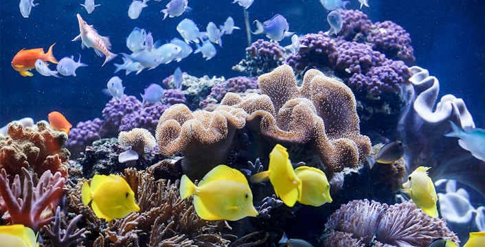 Colorful coral and diverse fish in the aquarium at Sea Life Speyer.