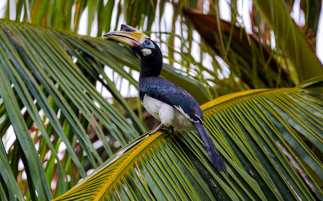 Oriental Pied Hornbill perched on palm frond, Langkawi bird watching tour.
