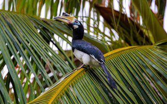 Oriental Pied Hornbill perched on palm frond, Langkawi bird watching tour.