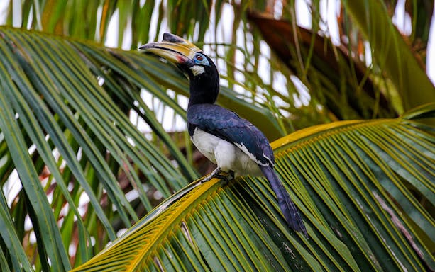 Oriental Pied Hornbill perched on palm frond, Langkawi bird watching tour.