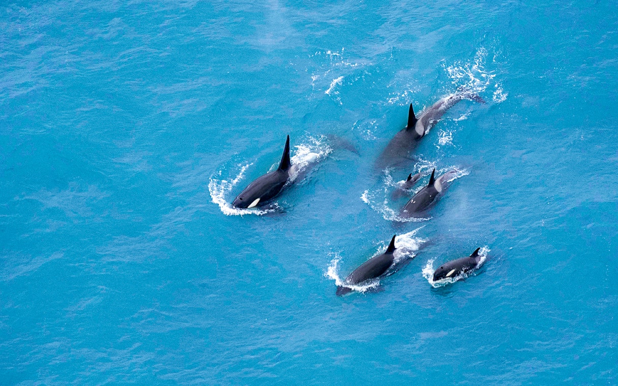Pod of whales swimming in Kaikoura, New Zealand, aerial view.