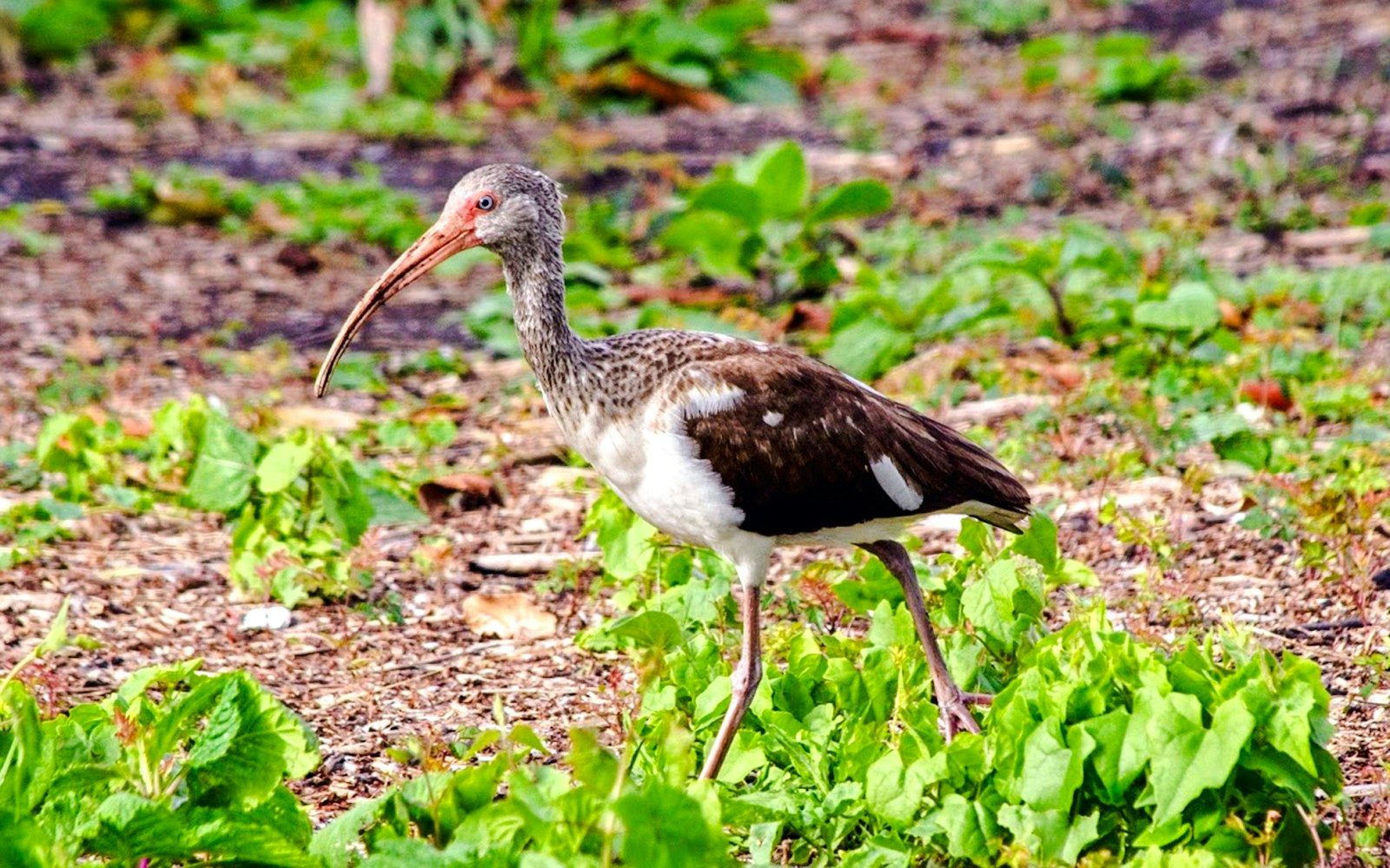 American White ibis foraging in Everglades wetlands during nature walk tour.