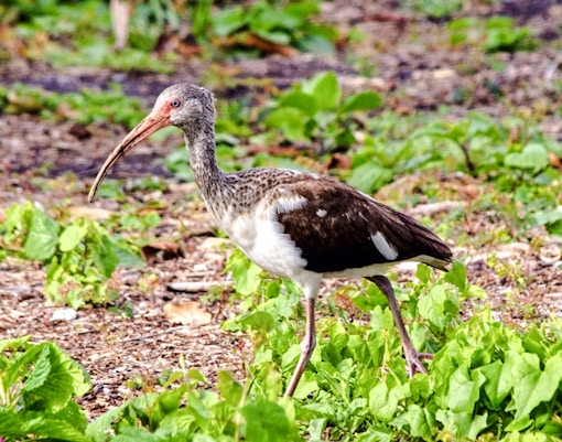 American White ibis walking in Everglades during nature tour.