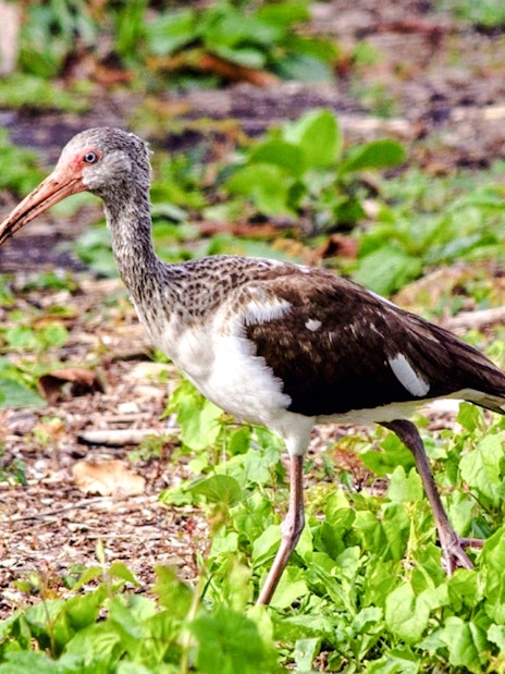 American White ibis walking in Everglades during nature tour.