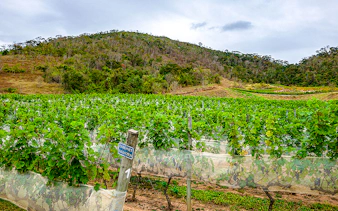 Vineyard with Cabernet Sauvignon grapes in Rio de Janeiro, surrounded by lush hills.