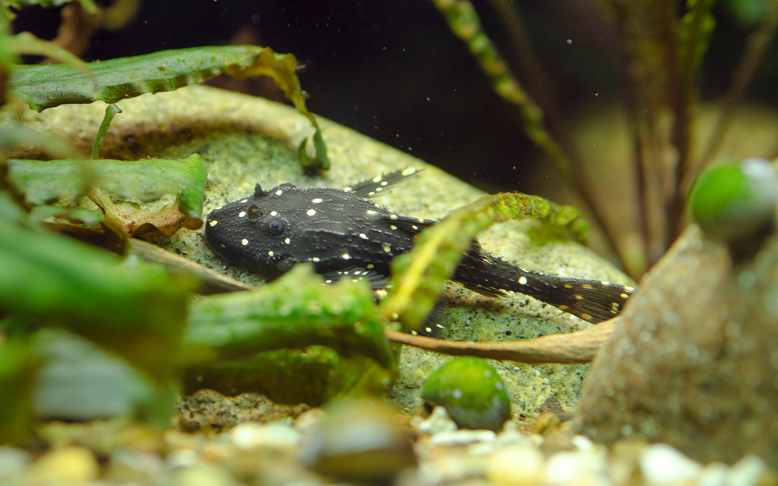 Spotted fish among plants in Paris Aquarium freshwater zone.