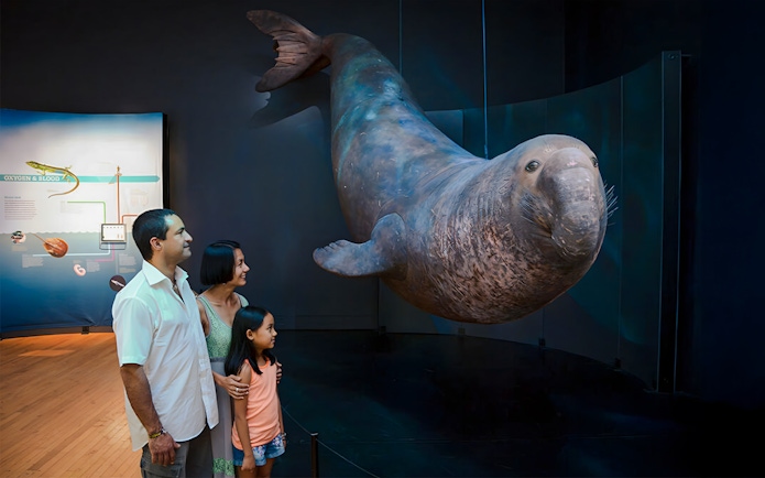 Family observing a seal exhibit at Life at the Limits: Nature’s Superheroes, American Museum of Natural History.