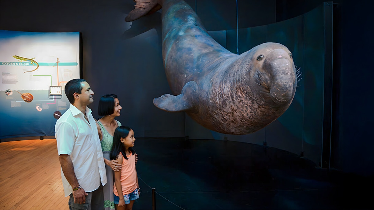 Life at the Limits exhibit showcasing unique animal adaptations, American Museum of Natural History.