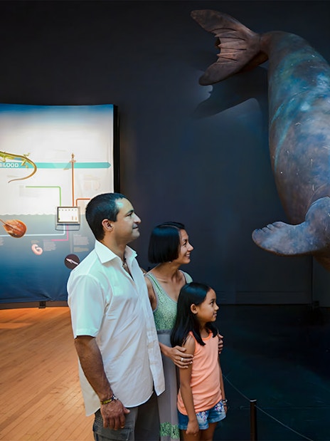 Family observing a seal exhibit at Life at the Limits: Nature’s Superheroes, American Museum of Natural History.