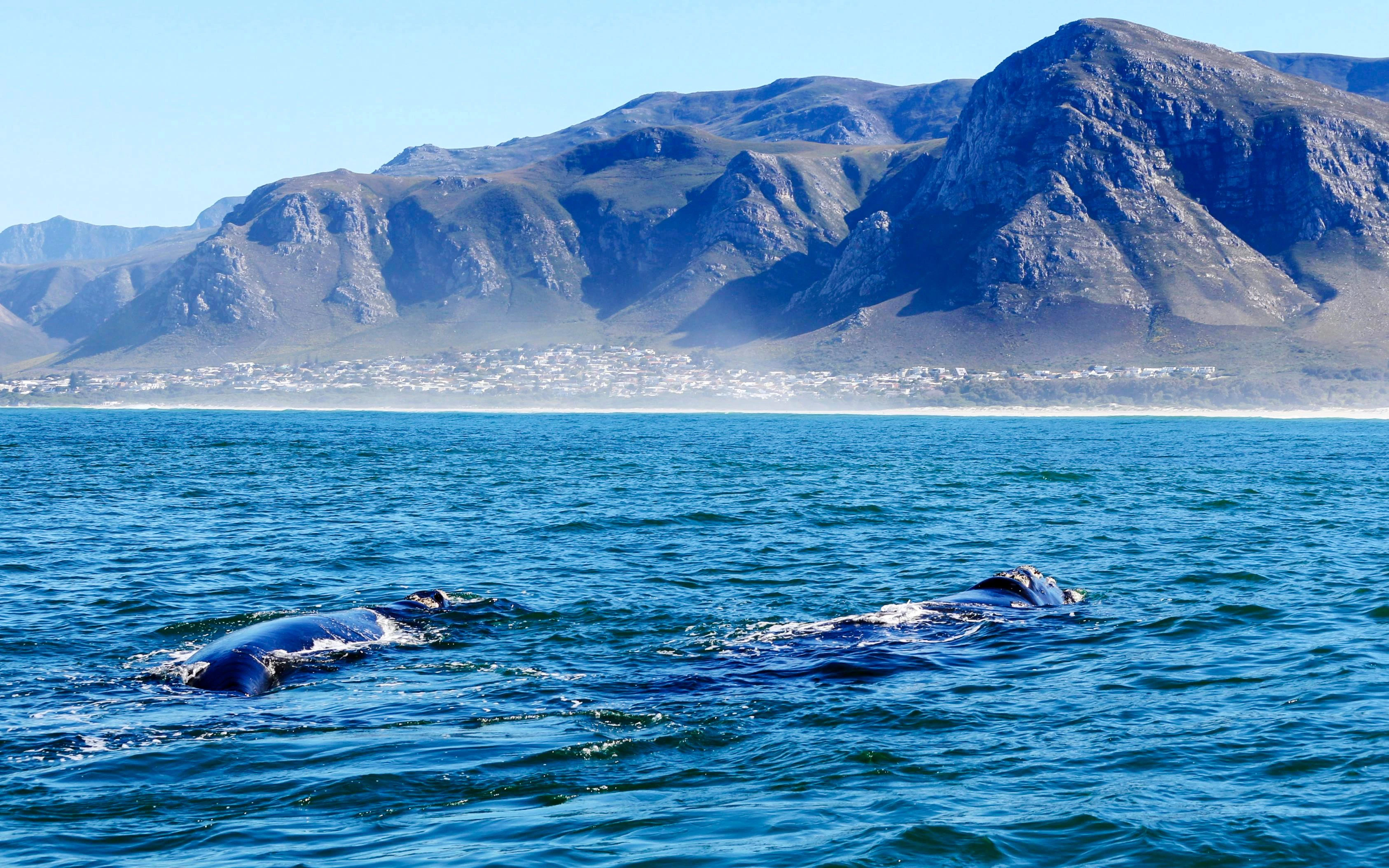 Whales swimming near Hermanus with mountain backdrop.