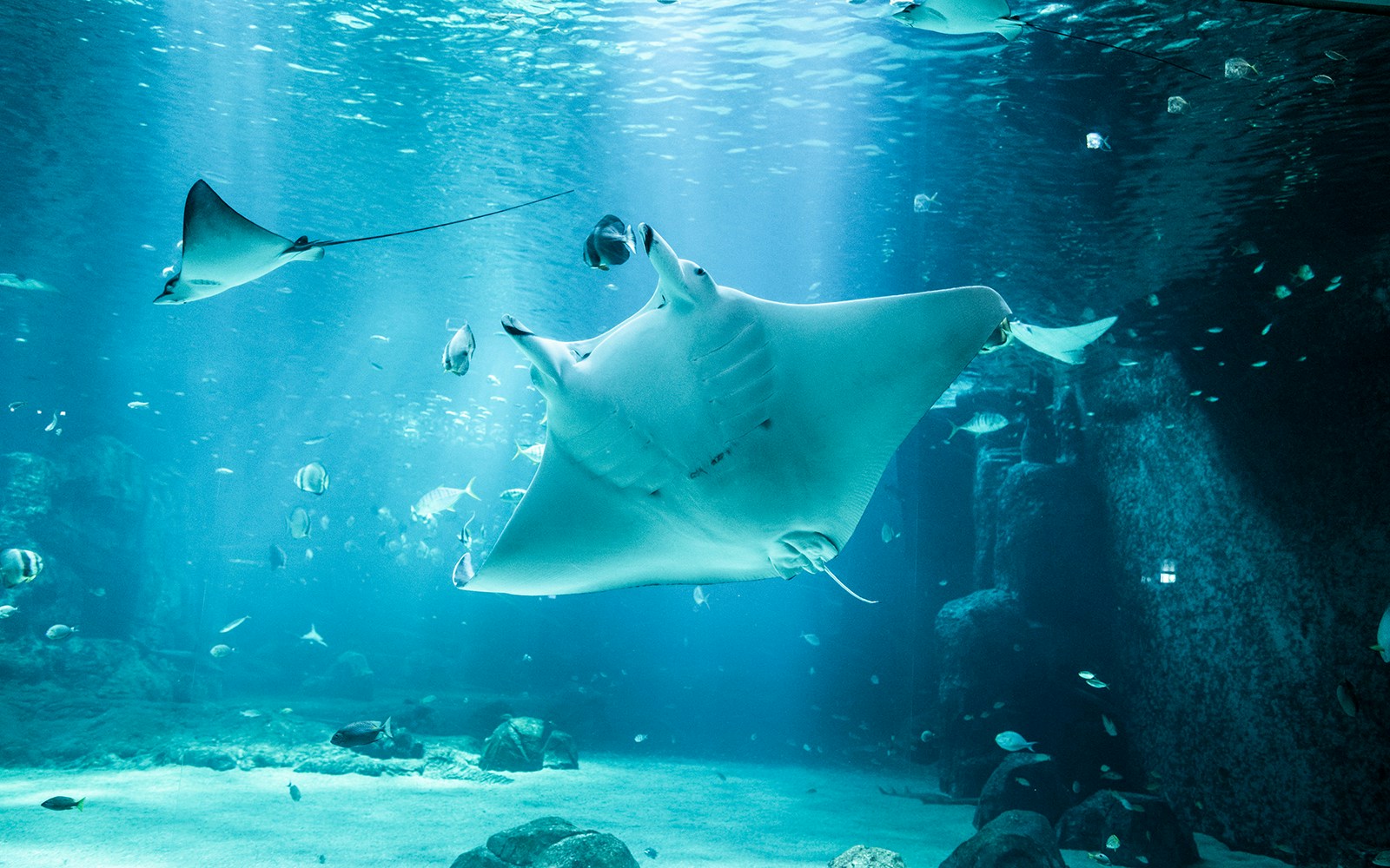 Manta ray swimming at Nausicaá aquarium with fish in the background.